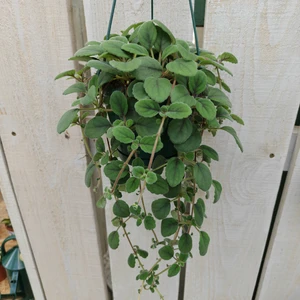 Episcia dianthiflora