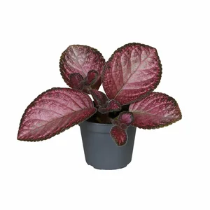 Episcia 'Malayan Gem'
