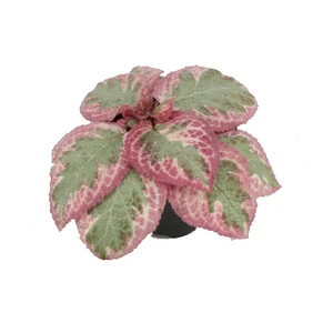 Episcia 'Shimmering Valley'