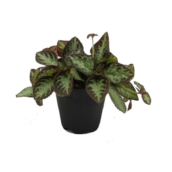 Episcia 'Silver Screen'