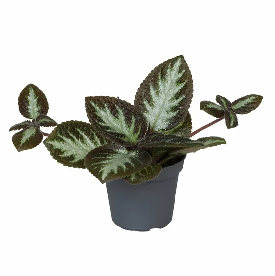 Episcia 'Silver Shield'