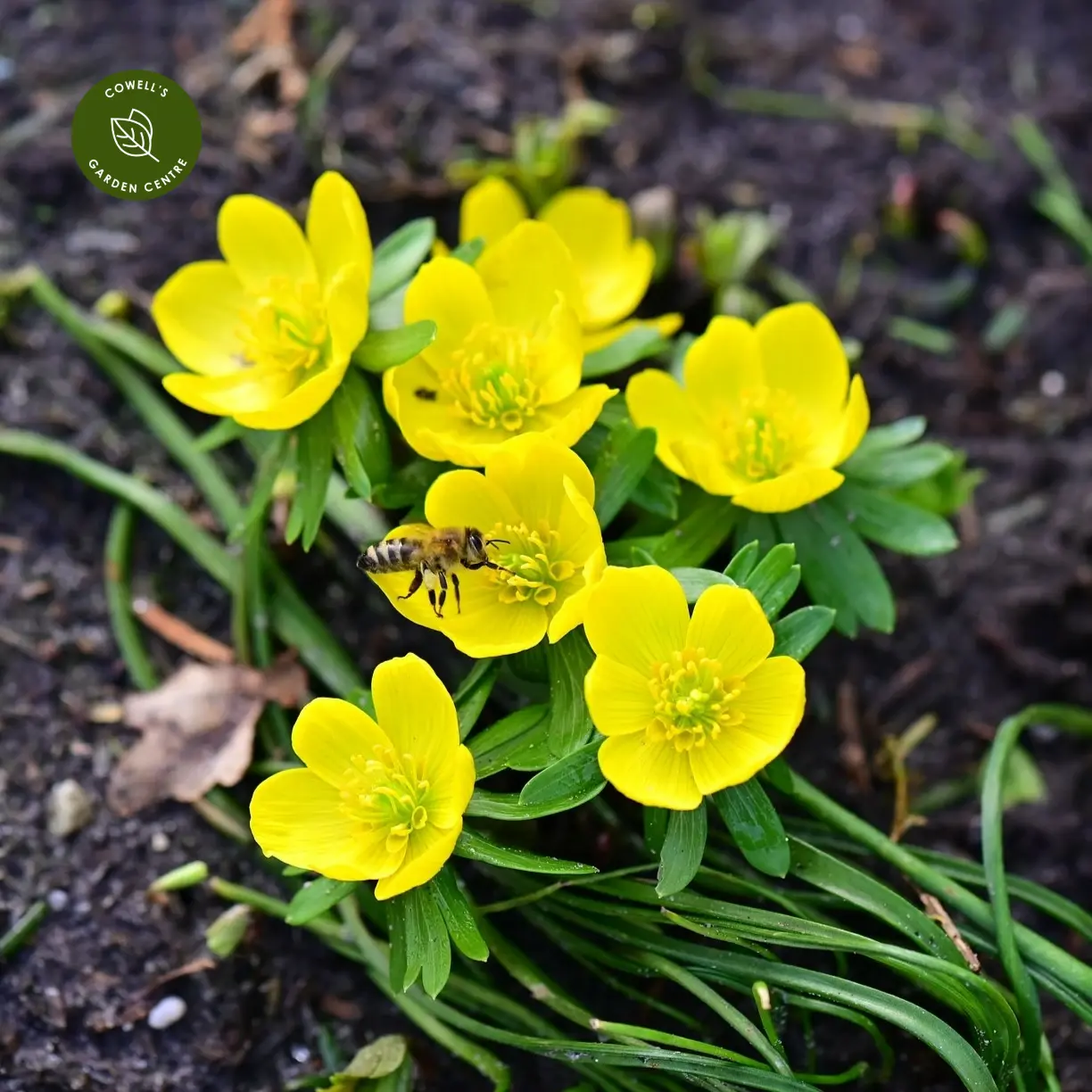 Winter Aconite (Eranthis hyemalis) 11 Eranthis hyemalis 9cm