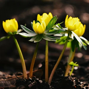 Eranthis hyemalis 9cm - image 2