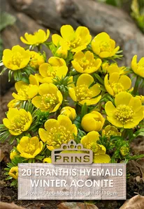 Eranthis hyemalis Winter Aconite