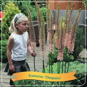 Eremurus 'Cleopatra' 4L - image 1