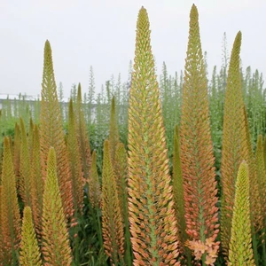 Eremurus 'Cleopatra' 4L - image 2