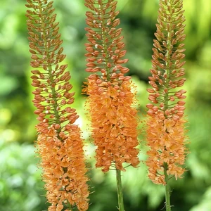 Eremurus 'Cleopatra' 4L - image 3