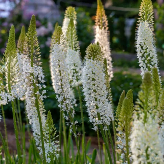 Eremurus 'Line Dance'