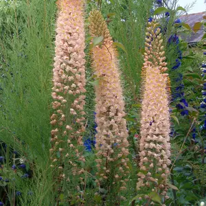 Image Credit: Francis Ackerley