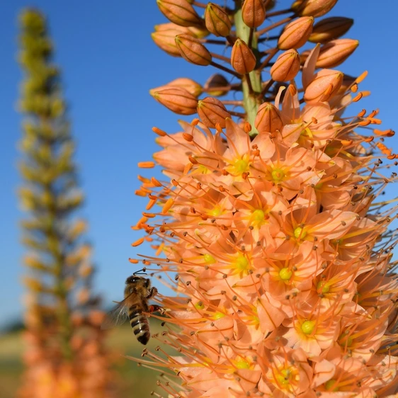 Eremurus 'Rumba' - image 2