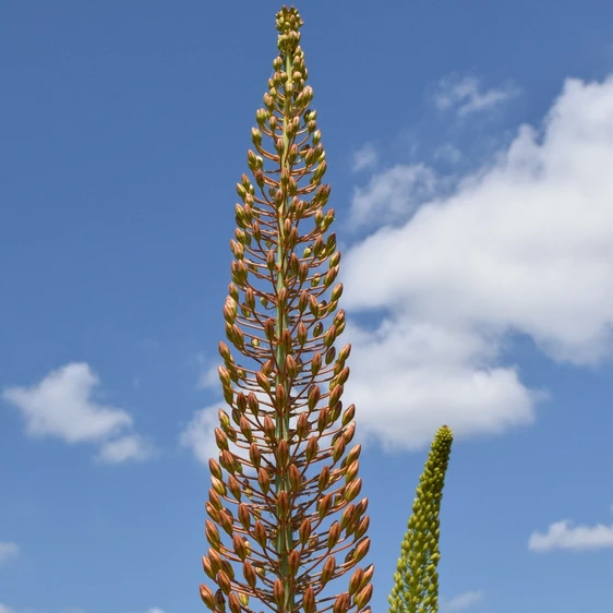 Eremurus 'Rumba' - image 3