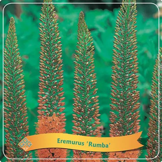Eremurus 'Rumba' - image 1