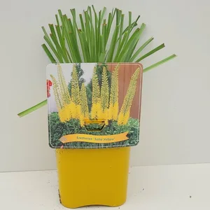 Eremurus 'Solid Yellow' - image 2