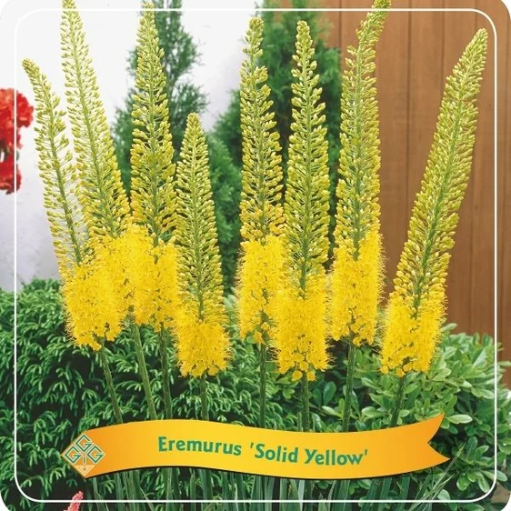 Eremurus 'Solid Yellow' - image 1