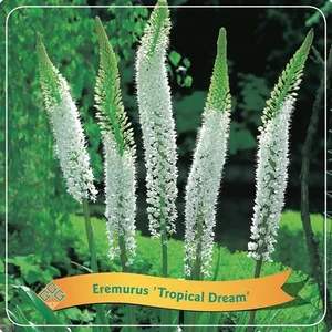 Eremurus 'Tropical Dreams'