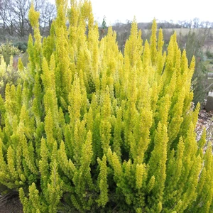 Erica arborea 'Albert's Gold' 3L