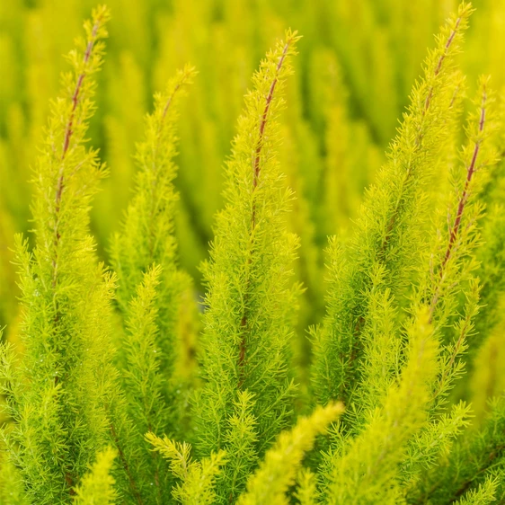 Erica arborea 'Albert's Gold' 3L - image 4