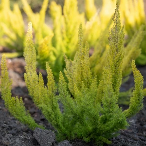 Erica arborea 'Albert's Gold' 3L - image 3