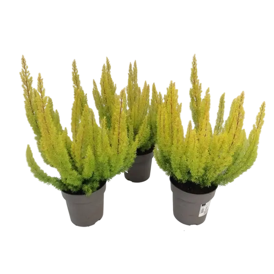 Erica arborea 'Albert's Gold' 3L - image 5