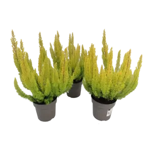 Erica arborea 'Albert's Gold' 3L - image 5
