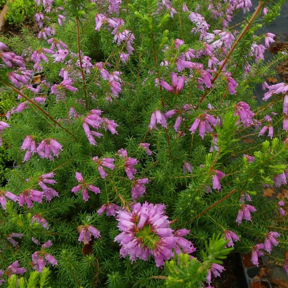 Image Credit: ©2025 John Richards Nurseries Ltd