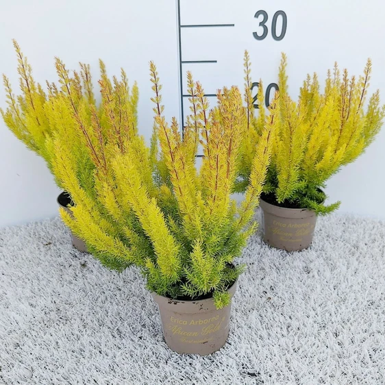 Erica arborea 'African Gold'