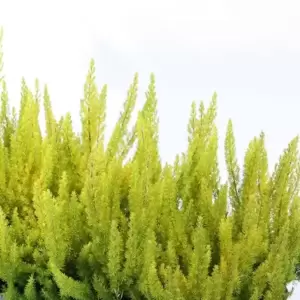 Erica arborea 'Albert's Gold' 3L