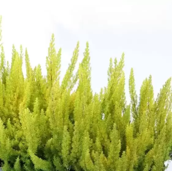 Erica arborea 'Albert's Gold'