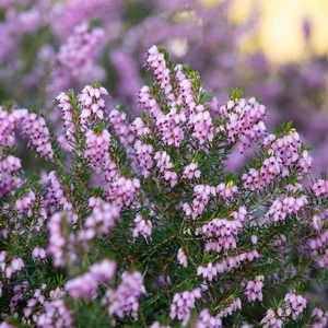 Erica × darleyensis 'Arthur Johnson' - image 2