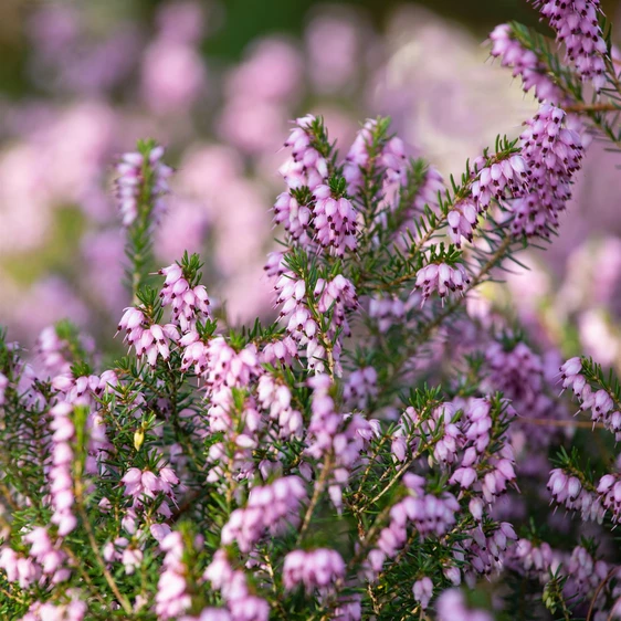 Erica 'Arthur Johnson' - image 1