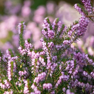 Erica 'Arthur Johnson' - image 1