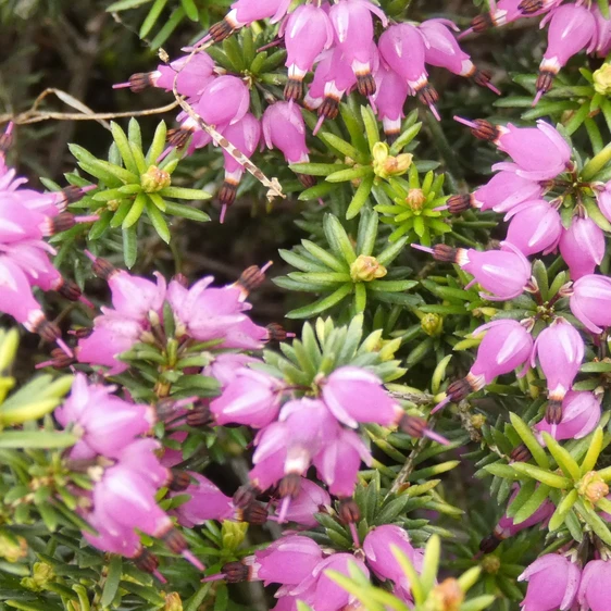 Image Credit: ©2025 John Richards Nurseries Ltd