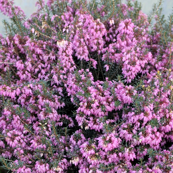 Erica carnea f. aureifolia 'Bell's Extra Special' - image 1