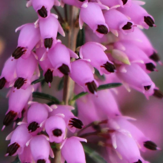 Erica carnea f. aureifolia 'Bell's Extra Special' - image 2
