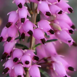 Erica carnea f. aureifolia 'Bell's Extra Special' - image 2