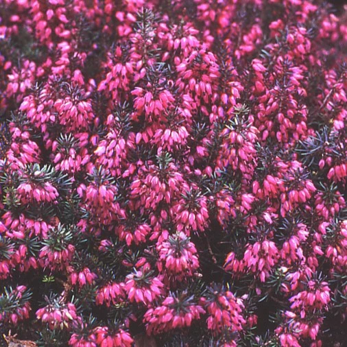 Erica carnea 'Challenger' 9cm - Cowell's Garden Centre | Woolsington