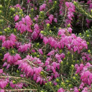 Image Credit: ©2025 John Richards Nurseries Ltd