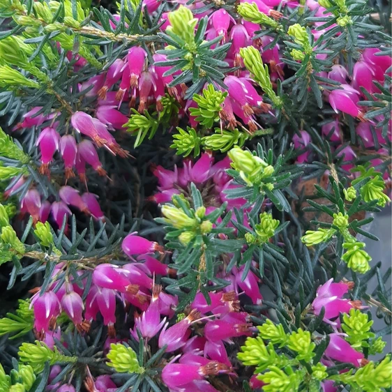 Image Credit: ©2025 John Richards Nurseries Ltd