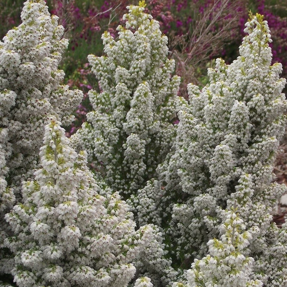 Image Credit: ©2025 John Richards Nurseries Ltd