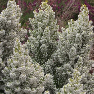 Image Credit: ©2025 John Richards Nurseries Ltd