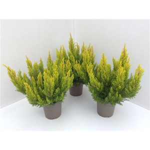 Erica arborea 'Estrella Gold'