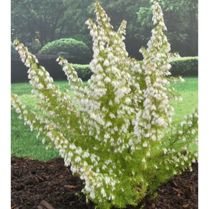 Image Credit: ©2025 John Richards Nurseries Ltd