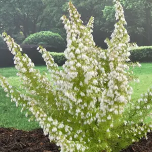 Image Credit: ©2025 John Richards Nurseries Ltd