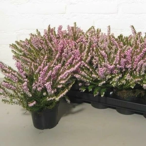 Erica x darleyensis 'Ghost Hills' 1L - image 2