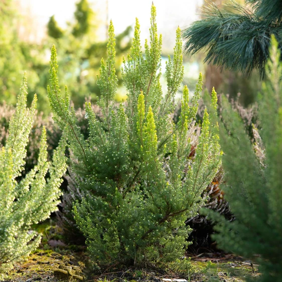 Erica x veitchii 'Gold Tips'