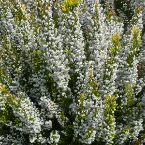 Image Credit: ©2025 John Richards Nurseries Ltd