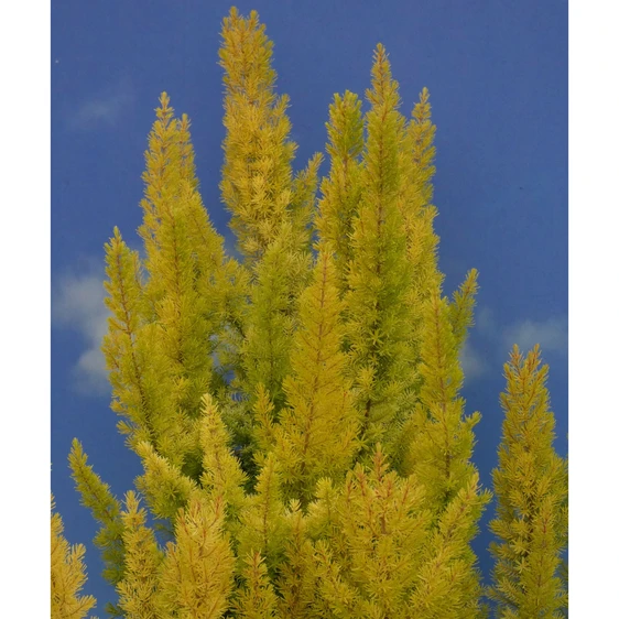 Image Credit: ©2025 John Richards Nurseries Ltd