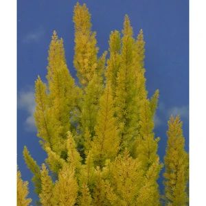 Image Credit: ©2025 John Richards Nurseries Ltd