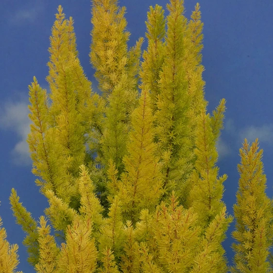 Image Credit: ©2025 John Richards Nurseries Ltd