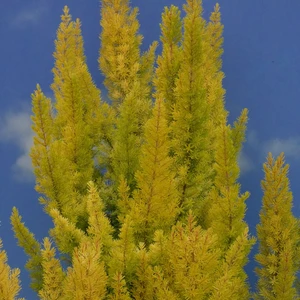 Image Credit: ©2025 John Richards Nurseries Ltd